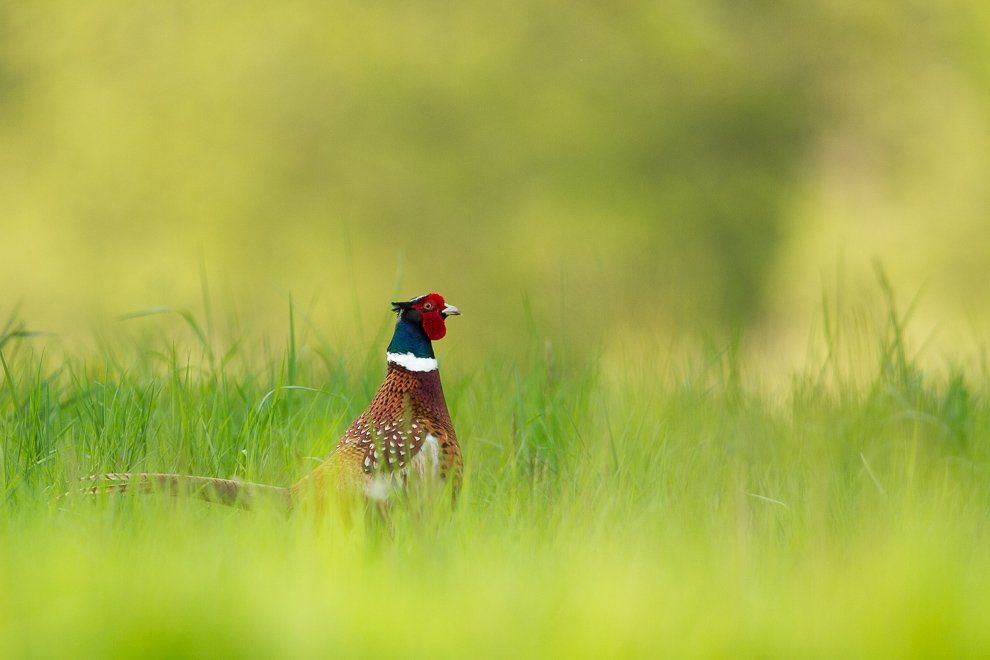 Faisan de Colchide (Phasianus colchicus)