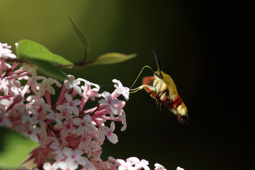 Sphinx gazé (Hemaris fuciformis)