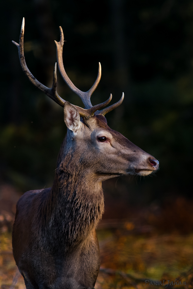 Cerf Elaphe en Sologne