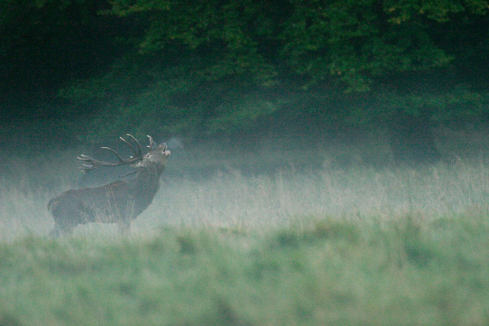 Cerf bramant