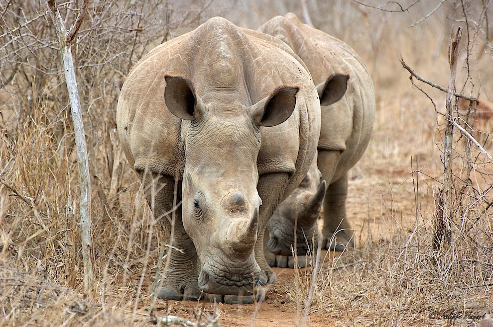 Duo de Rhinos