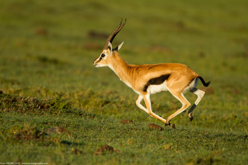 Elle galope l'antilope