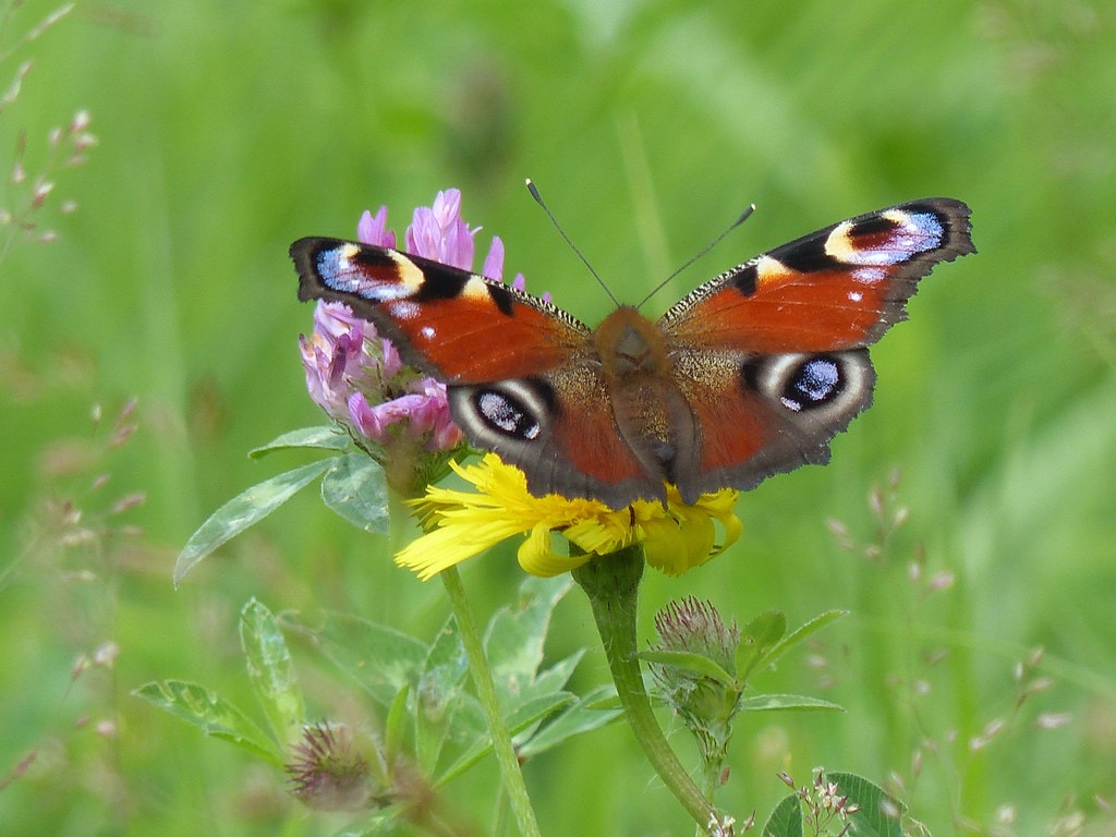   Paon du jour  Aglais io