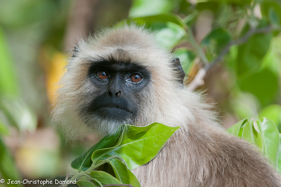 Langur