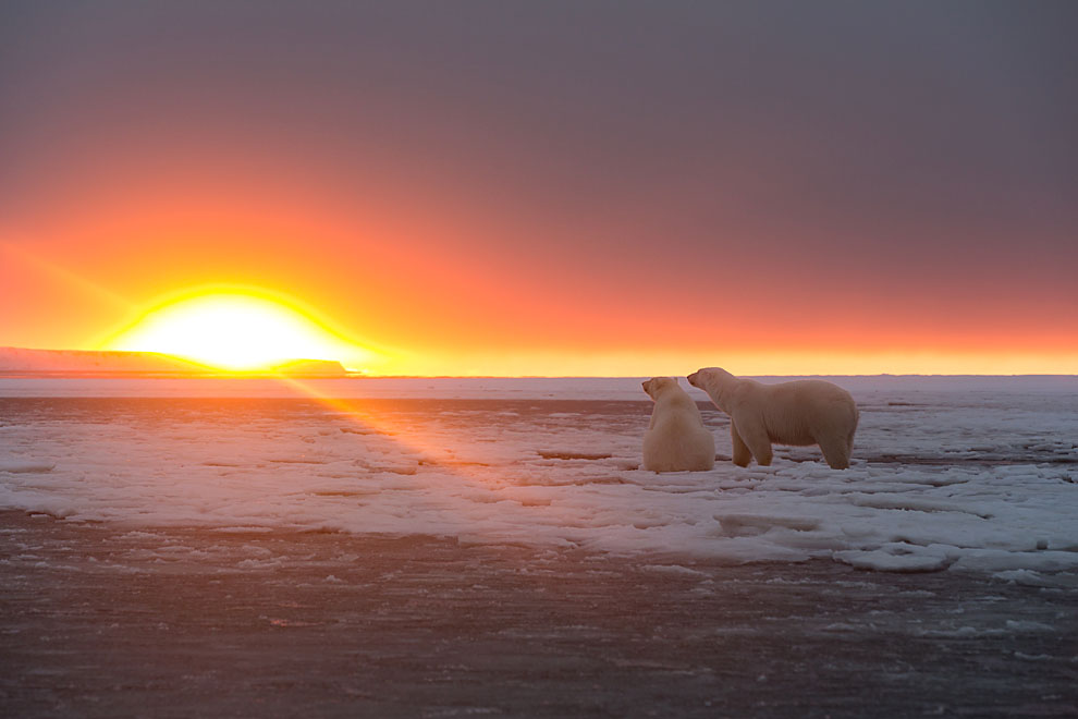 Ours regardant le soleil couchant