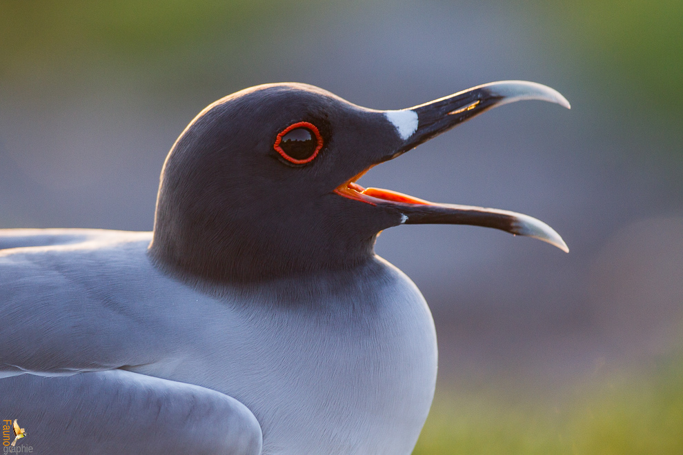 Mouette pas muette