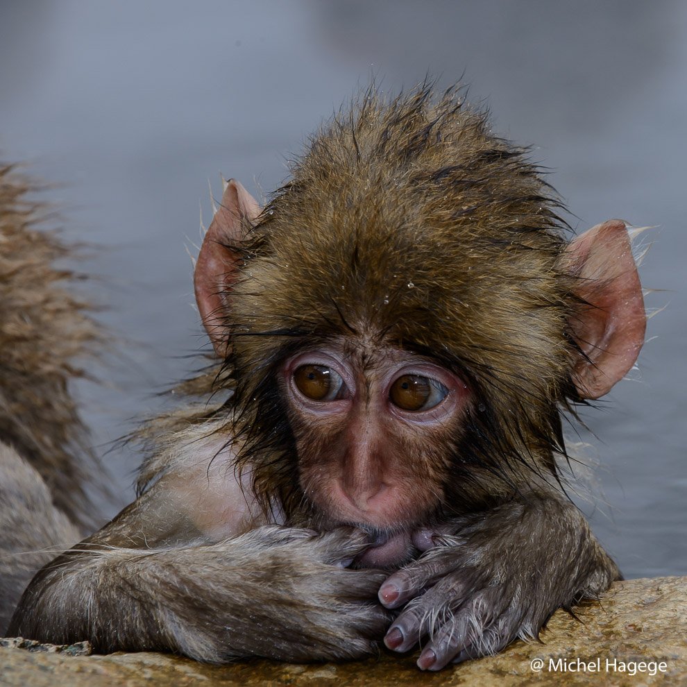 Macaque japonais - Macaca fuscata_18