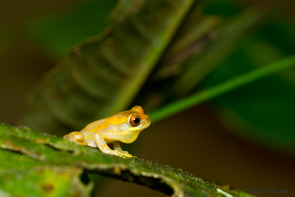  Hourglass Treefrog - Dendropsophus ebraccatus   